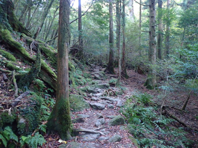 苔むす森の登山道