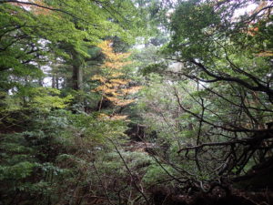 縄文杉近くの木立の中の紅葉