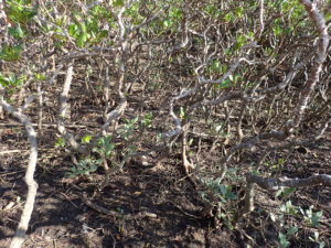 マングローブパーク　メヒルギの根本