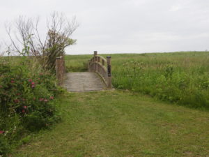 原生花園の中の沼へ向かう橋